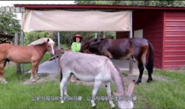 马和马交配视频,一场自然交配的温馨瞬间