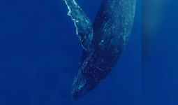 鲸鱼视频,探索海洋奥秘，畅游知识海洋